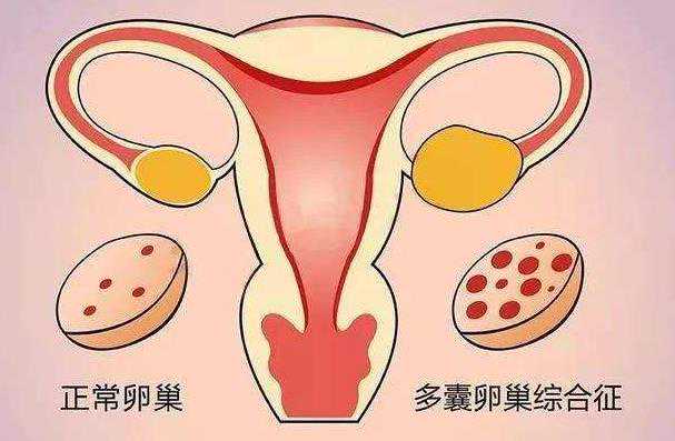 北京供卵移植后会排斥吗 北京私立试管机构生殖医学中心 ‘彩超看男女的诀窍