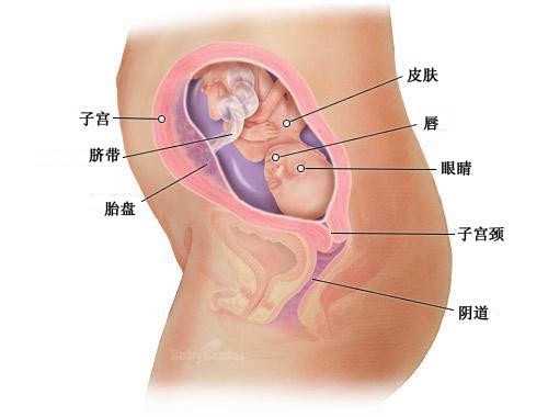 南昌四代试管咨询医生 在南昌妇幼可以做第三代试管生孩子吗？ ‘怀孕5个月女